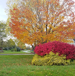 fall colors in the neighborhood