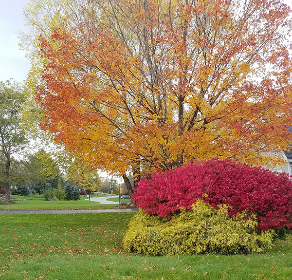 fall colors in the neighborhood