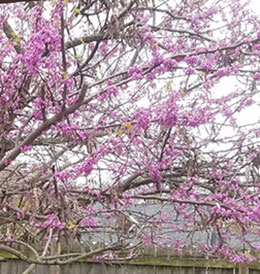 redbud tree blossoming