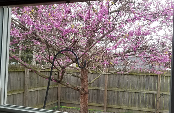 redbud tree blossoming