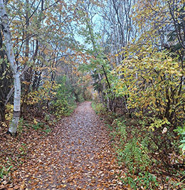 A trail near The House of Green Gables