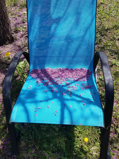 chair under redbud tree