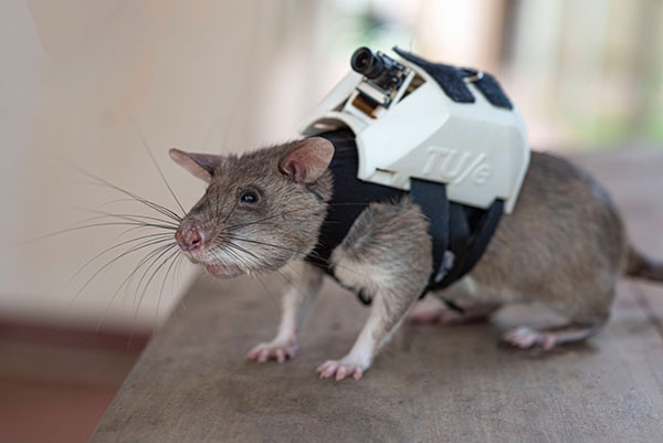 one of APOPO's rats with backpacks