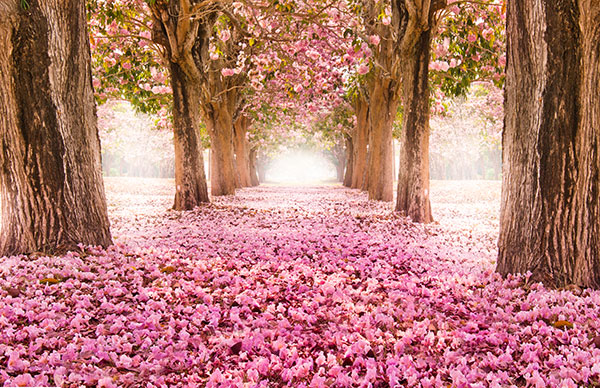 flower-filled pathway